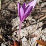 Colchicum longifolium Flower