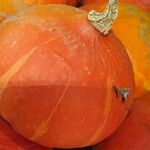 Cucurbita maxima Фрукт