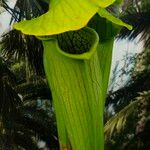 Sarracenia leucophylla 葉