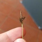 Carex umbrosa Floare