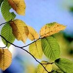 Carpinus betulus Leaf