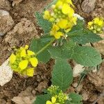 Sinapis arvensis Fula