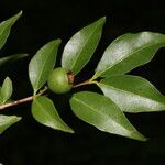 Psidium oligospermum Fruit