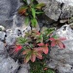 Potentilla alchemilloides Drugo