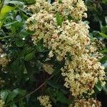 Cordia americana Flor