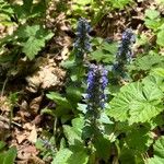 Ajuga genevensisപുഷ്പം