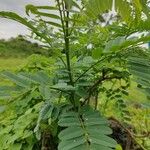 Calpurnia aurea Blad