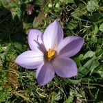 Crocus corsicus Flower