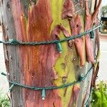 Eucalyptus deglupta Bark