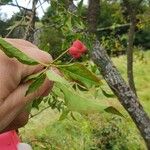 Euonymus europaeusFruchs