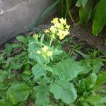 Brassica rapaFlower