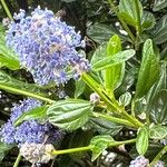 Ceanothus thyrsiflorus Frunză