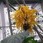 Justicia aurea Flor