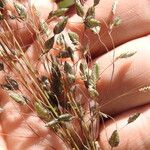 Eragrostis paniciformis Flower