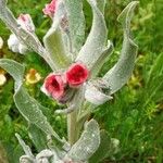 Pardoglossum cheirifolium Fiore