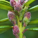 Rhododendron columbianum Flor