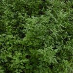 Conium maculatum Leaf