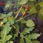 Solanum volubile পাতা