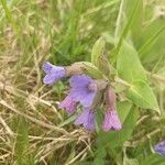 Pulmonaria angustifoliaFlower