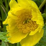 Paeonia ludlowii Цветок