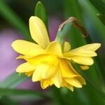 Narcissus jonquilla Blomst