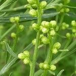 Baccharis spicata Цвят