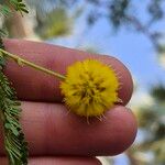 Vachellia xanthophloea Blüte