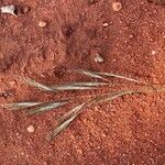 Aristida adscensionis Flower