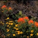 Castilleja mendocinensis Habit