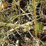 Trifolium angustifolium Ekosanga