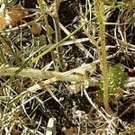 Trifolium angustifolium Bark