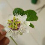 Passiflora foetida Квітка