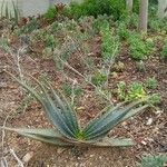 Aloe suprafoliata 葉