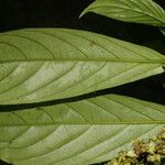 Bertiera bracteosa Leaf