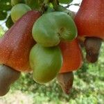 Anacardium occidentale Φρούτο