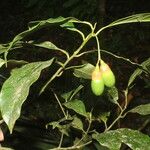 Ocotea meziana Fruto