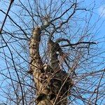 Tilia × europaea Habitat