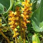 Orobanche flava Flower