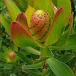 Leucadendron laureolum Foglia