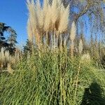 Cortaderia selloana Feuille
