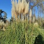 Cortaderia selloana Foglia