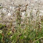 Juncus compressus Flower