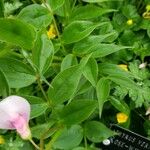 Lathyrus vernus Likasa