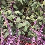 Salvia leucantha 葉