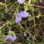 Dampiera stricta Fleur