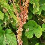 Cuscuta europaea Blodyn