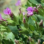 Mirabilis multiflora Хабит