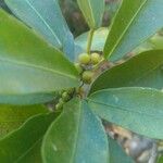 Ficus antandronarum Hoja