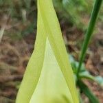 Arum cylindraceum 花