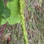 Rubus echinatus 葉